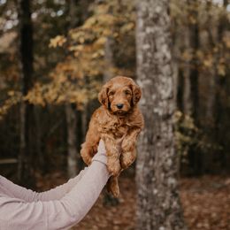 Poppy - Goldendoodle puppy in Barnesville, Georgia from Bishop Doodles