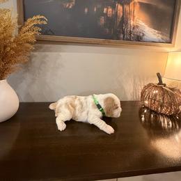 Autumn - Lemon and white female English Springer Spaniel puppy in Morrilton, Arkansas from Triple M Farms & Springers