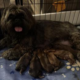 Shih Tzu puppies from Loyal Tzu's