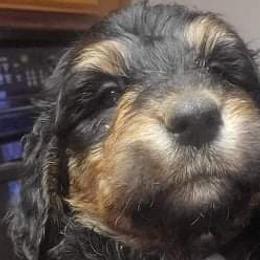 Aussiedoodles from Puppy by Design