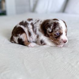 Simba - Red merle male Miniature Australian Shepherd puppy in Pollok, Texas from Pineywoods Pups