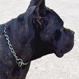 Cane Corso All Grown Up from Giosci Cane Corso