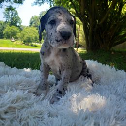 Great Dane Puppies from Gentle Giants of Tennessee Great Danes
