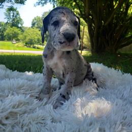 Great Dane Puppies from Gentle Giants of Tennessee Great Danes