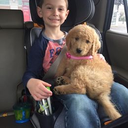 Goldendoodle Puppies from Heart of Goldendoodles