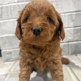 Girl 2 Selection - Red  female Goldendoodle puppy in Pleasant Hill, Iowa from Harvest Creek