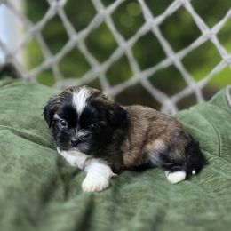 Oliver - Chocolate male Shih Tzu puppy in Turbotville, Pennsylvania from Melanie's Little Lions