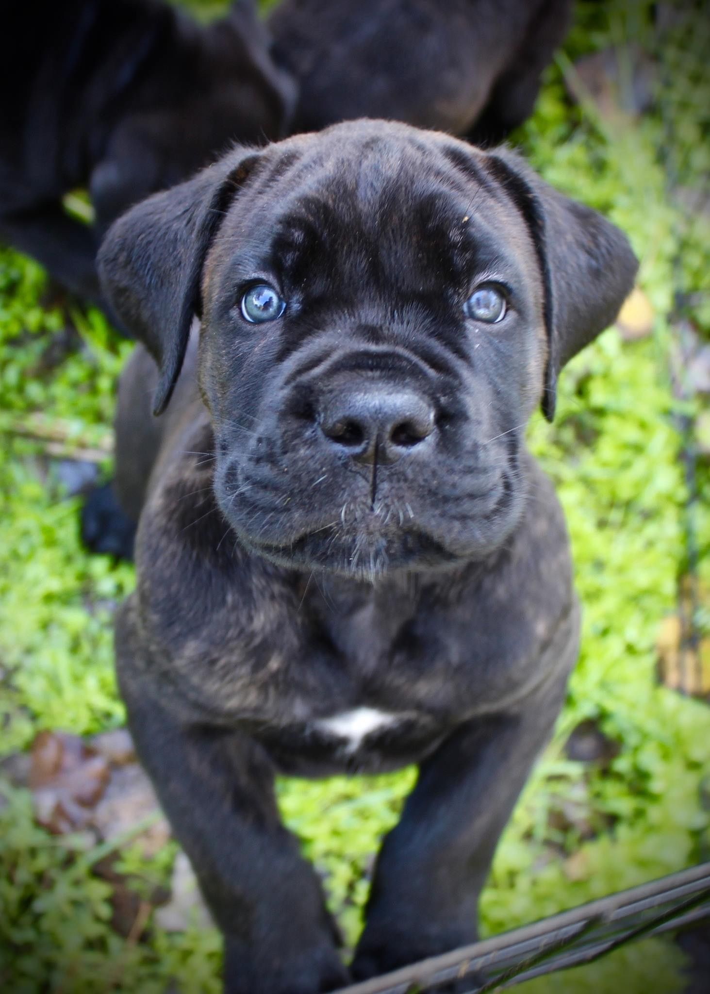 Lionheart cane sale corso