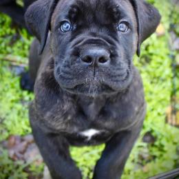 Cane Corso Puppies from Lionheart Cane Corso