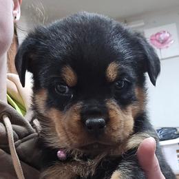 Roxy - Black and mahogany female Rottweiler puppy in Tangent, Oregon from Raya's Royals