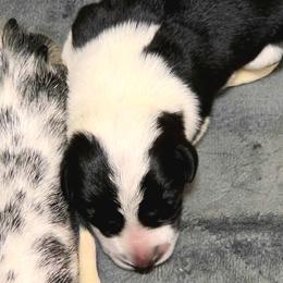 Puppy 5 -Female - Black and white female Border Collie puppy in Danielsville, Georgia from MABorderCollies
