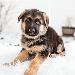 German Shepherd Puppies from Highland German Shepherds