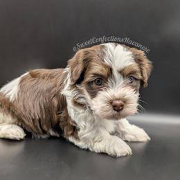Hot Fudge Sundae - Chocolate male Havanese puppy in Marysville, Ohio from Sweet Confections Havanese