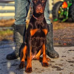 Gloria - Red and rust female Doberman Pinscher puppy in China Township, Michigan from Snell's Superior Kennel Dobermann & GSP
