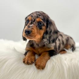Snickers - Dapple male Dachshund puppy in Litchfield, Illinois from Charmm Dachshunds
