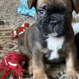 French Bulldog Puppies from Fishie's Frenchies