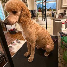 Flynn - Poodle