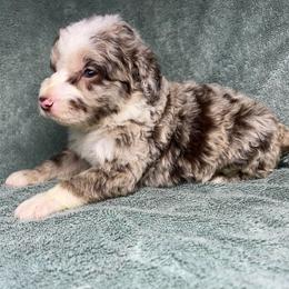Boy 2 - Red merle male Aussiedoodle puppy in Alabama from SBA Aussies