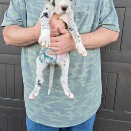 Ocelli - Mantle merle female Great Dane puppy in Cheyenne, Wyoming from Viking Kennel
