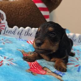 Black and Tan 1 - Black and tan male Dachshund puppy in West Plains, Missouri from Spring Creek Dachshunds