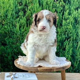 Dolly - Merle female Bernedoodle puppy in Bells, North Carolina from Neighborhood Poodles & Doodles