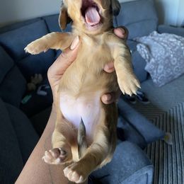 Dachshund Puppies from Mini Doxies R Us