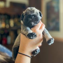 Miniature Schnauzers from Canteranos pups