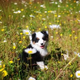 Loretta (full tail) - Black tri female Miniature American Shepherd puppy in Battle Ground, Washington from Casita Miniature American Shepherds