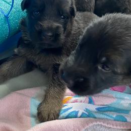 German Shepherd Puppies from Oakley Acres Shepherds
