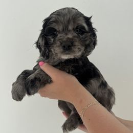 Rusty - Blue roan male Cockapoo puppy in Layton, Utah from Cookie Cocker Farms