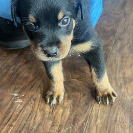 Rottweiler Puppies from Rott Nation Dog Breeding