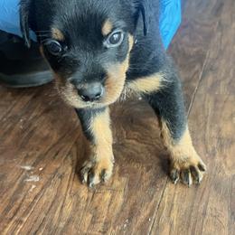 Rottweiler Puppies from Rott Nation Dog Breeding