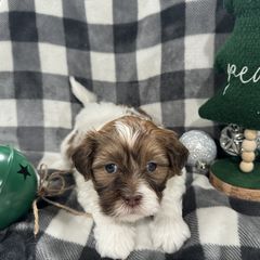 Dachshund and Shichon Puppies from J & C Puppies