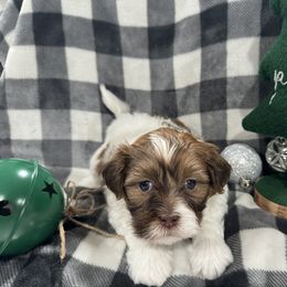 Dachshund and Shichon Puppies from J & C Puppies