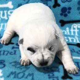 Girl 2 - Blue female Australian Cattle Dog puppy in Sheridan, Oregon from 6pk Cattledogs