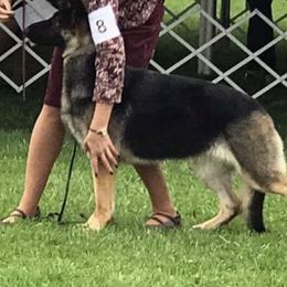 German Shepherds from Brantling Hill German Shepherd Dogs