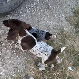 Klaus - Liver and white male German Shorthaired Pointer puppy in Stephenville, Texas from VOM BOSQUE RIVER DEUTSCH KURZHAAR and FOREST RIVER LLEWELLINS