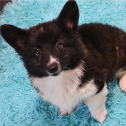 American Corgi, Cane Corso, Pembroke Welsh Corgi, and Rhodesian Ridgeback Puppies from Diamondcrest Inc