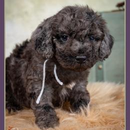 Lord - Blue merle male Bernedoodle puppy in Connersville, Indiana from Deaz Doodle Ranch