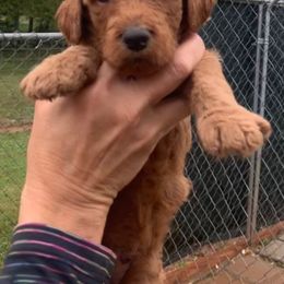 Golden Retriever and Poodle Puppies from Barren Bluff Kennels
