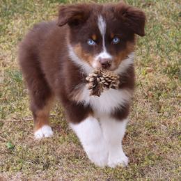Plasma - Red tri-color male Australian Shepherd puppy in Colorado from Firestone Australian Shepherds