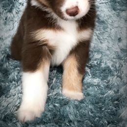 Australian Shepherd Puppies from Cahaba Australian Shepherds