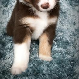 Australian Shepherd Puppies from Cahaba Australian Shepherds