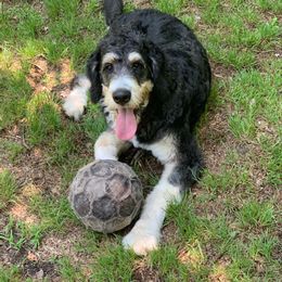 Bernedoodle Puppies from Oodles of Doodles