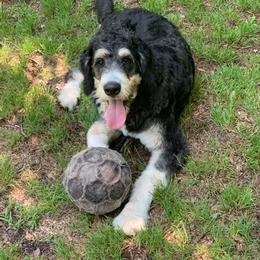 Bernedoodle Puppies from Oodles of Doodles