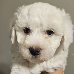 Bichon Frise, Maltese, Maltipoo, and Shih Tzu Puppies from Cooley's Cuddle Pups