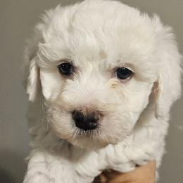 Bichon Frise, Maltese, Maltipoo, and Shih Tzu Puppies from Cooley's Cuddle Pups