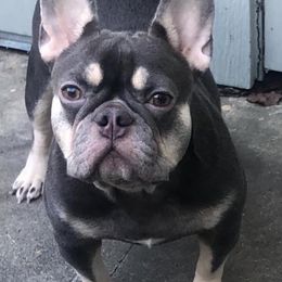 French Bulldogs from Dior The Frenchie