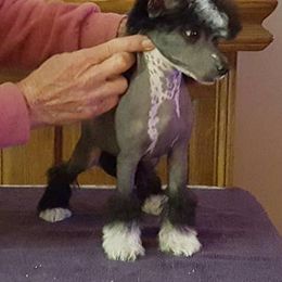 Chinese Crested Puppies from By Jove Chinese Cresteds
