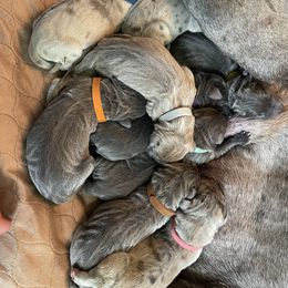 Great Dane Puppies from Great Danes (Merle, Blue, Fawn)